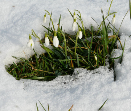 Galanthus nivalis im Schnee