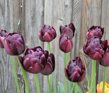 Tulipa ‘Black Hero’