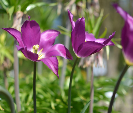Tulipa ‘Purple Dream’
