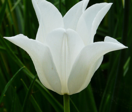 Tulipa ‘White Triumphator’