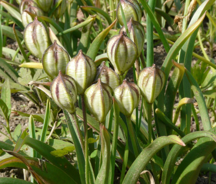 Tulipa tarda