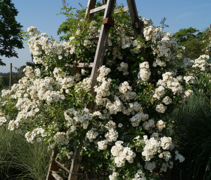 Rosa 'Guirlande d’Amour'