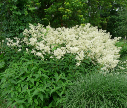 Polygonum polymorphum 'Johanniswolke'