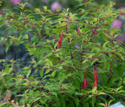 Fuchsia magellanica var. gracilis 'Aurea'