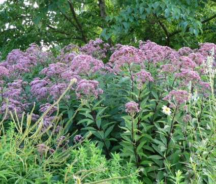 Eupatorium fistulosum 'Riesenschirm'