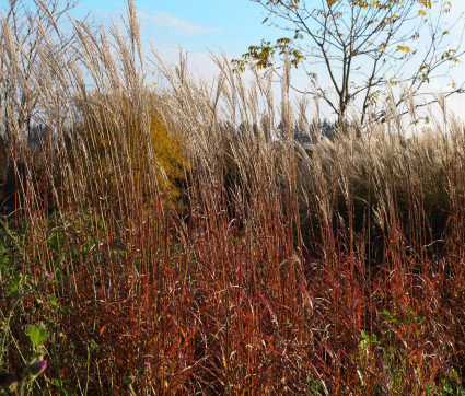 Miscanthus sinensis 'Ghana'