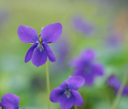 Viola Odorata-Hybride 'Princesse de Galle'