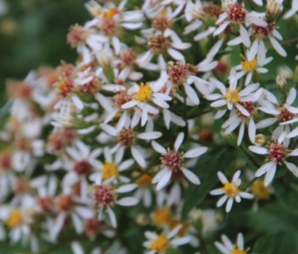 Aster macrophyllus 'Albus'