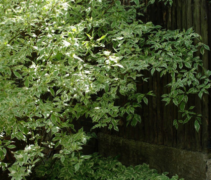 Aegopodium podagraria 'Variegata'