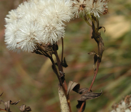 Aster umbellatus