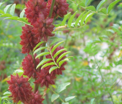 Glycyrrhiza echinata