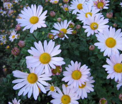 Arctanthemum arcticum 'Roseum'