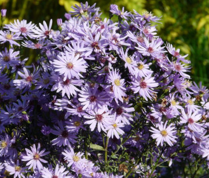 Aster cordifloius 'Little Carlow'