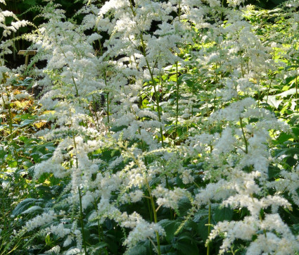 Astilbe Thunbergii-Hybride 'Elegans'