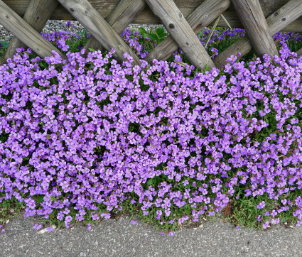 Aubrieta Hybride in blau