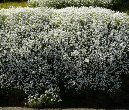 Cerastium tomentosum 'Silberteppich'