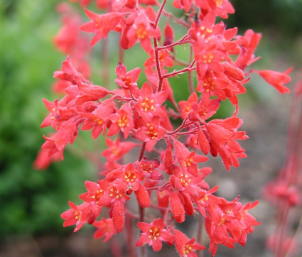 Heuchera sanguinea ‘Leuchtkäfer’