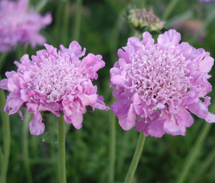 Scabiosa columbaria 'Pink Mist'