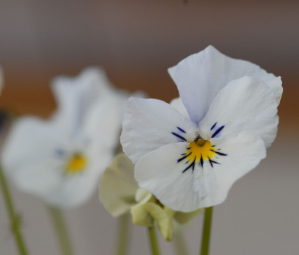 Viola cornuta 'Milkmaid'