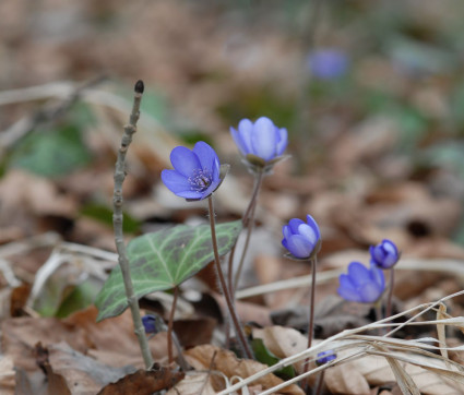 Hepatica nobilis