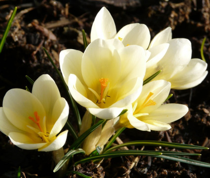 Crocus chrysanthus 'Cream Beauty'