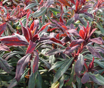 Euphorbia amygdaloides ‘Purpurea’