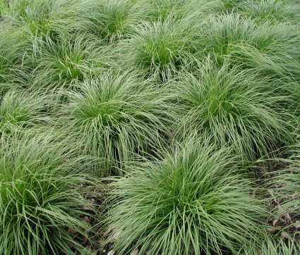 Carex montana