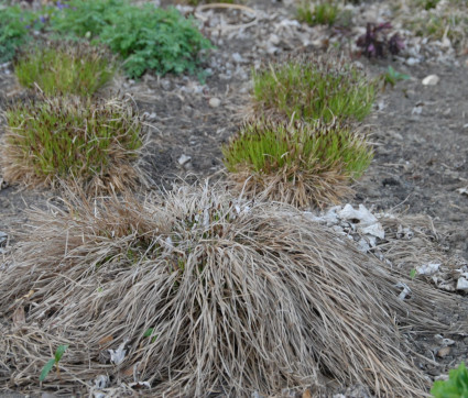 Carex montana vor… 