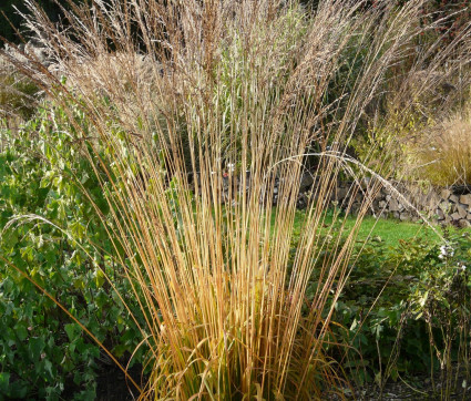 Molinia arundinacea 'Cordoba'