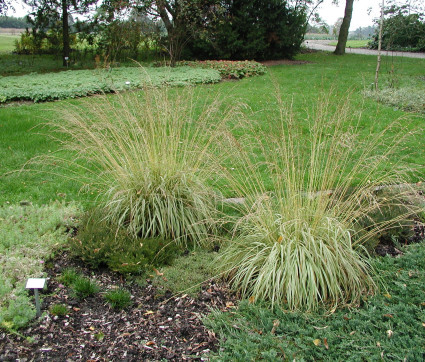 Molinia caerulea 'Variegata'