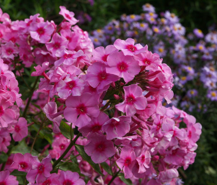 Phlox paniculata 'Dorffreude'