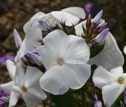 Phlox paniculata ‘Schneerausch’