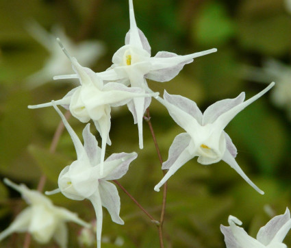 Epimedium grandiflorum ‘Elfenkönigin’