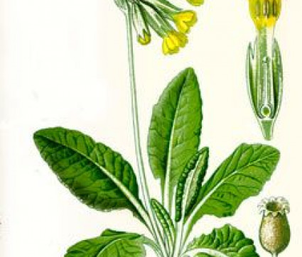 Primula veris Zeichnung