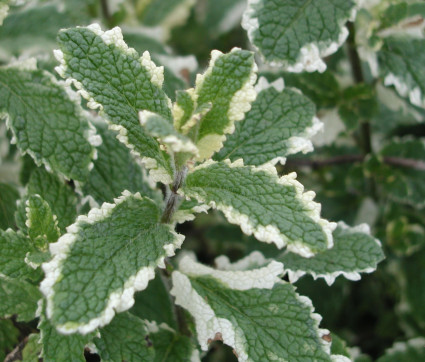 Mentha suaveolens ‘Variegata’