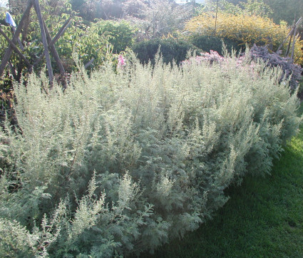 Artemisia abrotanum ‘Courson’