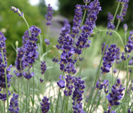 Lavandula angustifolia ‘Imperial Gem’