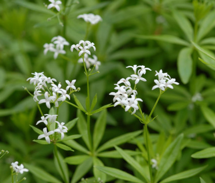 Galium odoratum