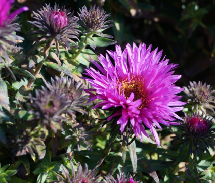 Aster novae-angliae 'Vibrant Dome'