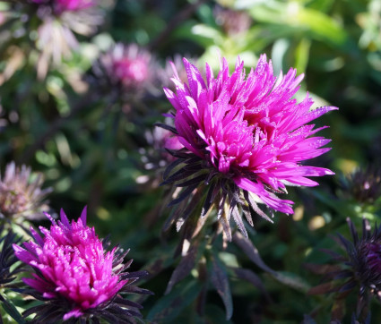 Aster novae-angliae 'Vibrant Dome'