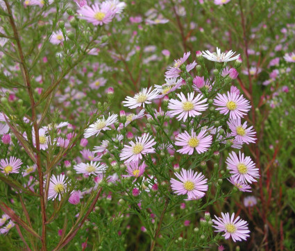 Aster pringlei 'Pink Star