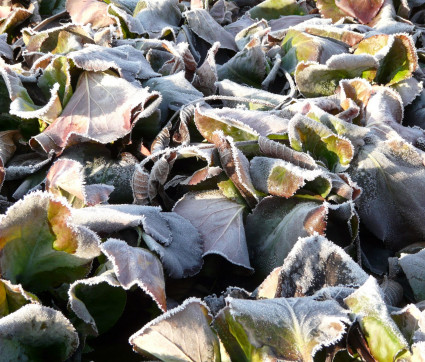 Bergenia Hybride 'Baby Doll'