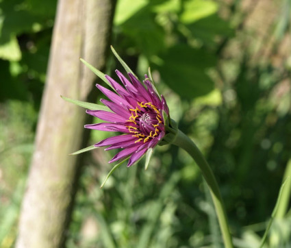 Tragopogon porrifolius