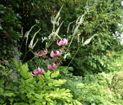 Lilium martagon und Cimicifuga racemosa