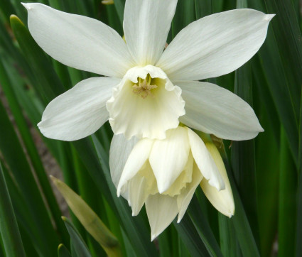 Narcissus 'Thalia'