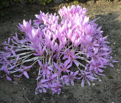 Colchicum autumnale 