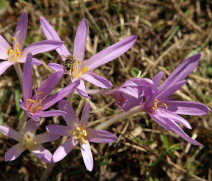 Colchicum autumnale