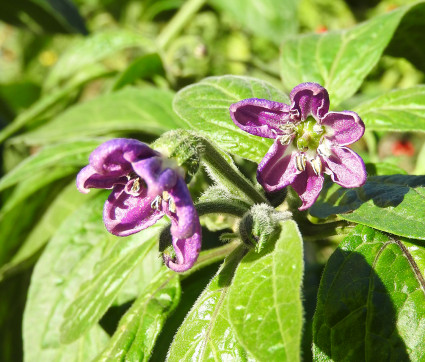 Capsicum pubescens 'Rocoto Arequipa Giant'