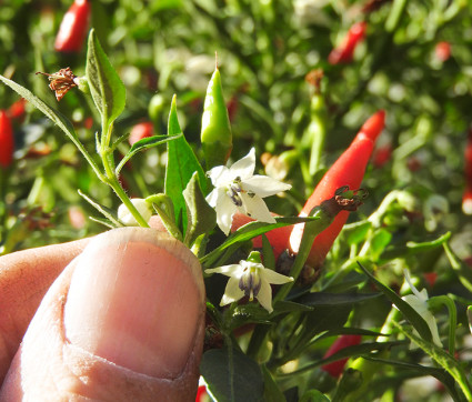 Capsicum annuum 'Bonsaichili'