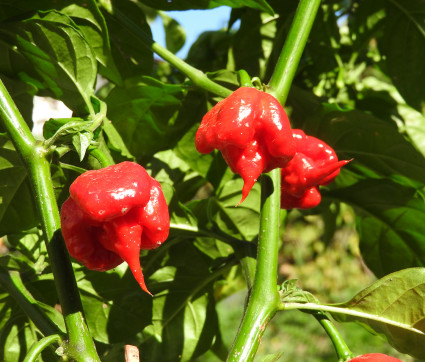 Capsicum chinense 'Carolina Reaper'